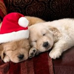 Cute Christmas Animals 39