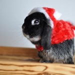 Cute Christmas Animals 40