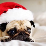 Cute Christmas Animals 41