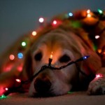 Cute Christmas Animals 42