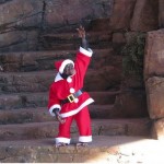 Cute Christmas Animals 43