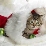 Cute Christmas Animals 44