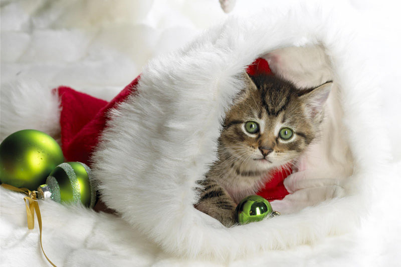 Cute Christmas Animals 44