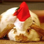 Cute Christmas Animals 45