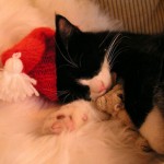 Cute Christmas Animals 46
