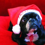 Cute Christmas Animals 47