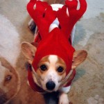 Cute Christmas Animals 48