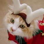 Cute Christmas Animals 49