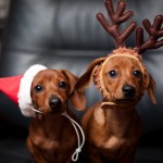 Cute Christmas Animals 51