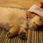 Cute Christmas Animals 52