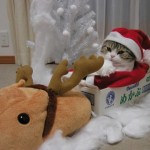 Cute Christmas Animals 53