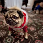 Cute Christmas Animals 54