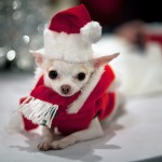 Cute Christmas Animals 55