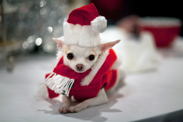 Cute Christmas Animals 55