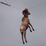 Hangin like a boss