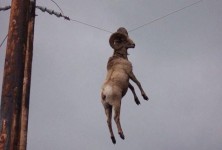 Hangin like a boss