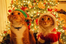 christmas-pets-thumb