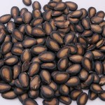 3000-year-old-seeds