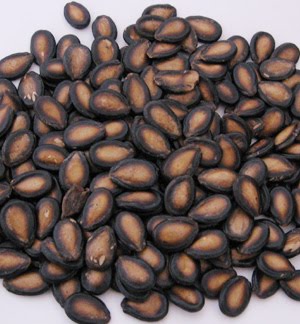 3000-year-old-seeds