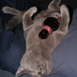 All wasted cat