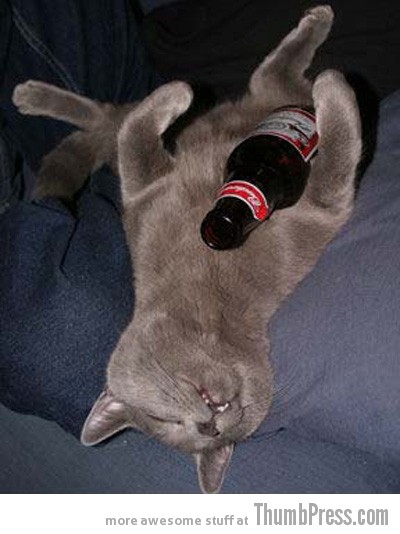 All wasted cat