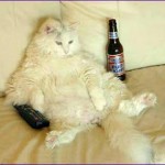 Beer and tv cat