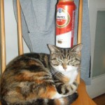 Beer balance cat 1