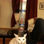 Beer balance cat 2
