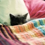 CAT NAP