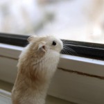 CURIOSITY