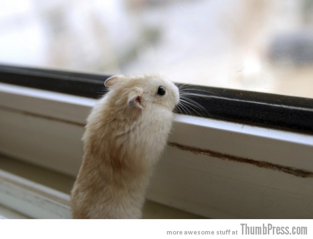 CURIOSITY 630x481 The Awwsome Cuties Are Here to Save The World (30 Heart Melting Pics)