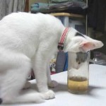 Cant reach beer cat