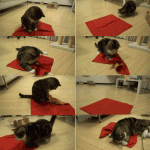 Cat attacks blanket