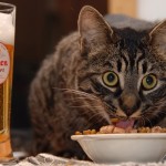 Cat food and beer