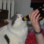 Drink my beer cat