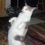 Drunk immitation cat