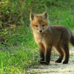 FOXY LOOK