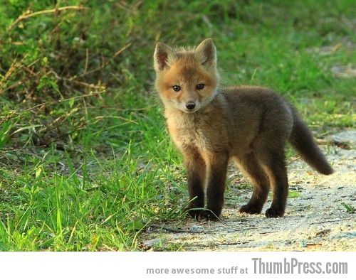  The Awwsome Cuties Are Here to Save The World (30 Heart Melting Pics)