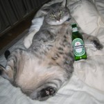 Fat wasted cat