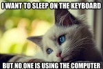 First World Problems Cat - 1