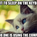 First World Problems Cat - 1