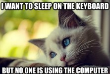 First World Problems Cat - 1