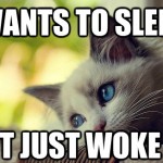 First World Problems Cat - 10