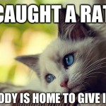 First World Problems Cat - 12