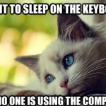 First World Problems Cat - 14