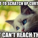 First World Problems Cat - 18