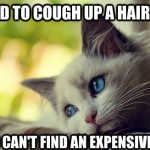 First World Problems Cat - 19