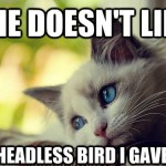 First World Problems Cat - 2