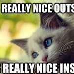 First World Problems Cat - 21