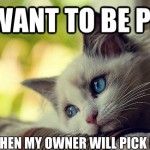 First World Problems Cat - 24